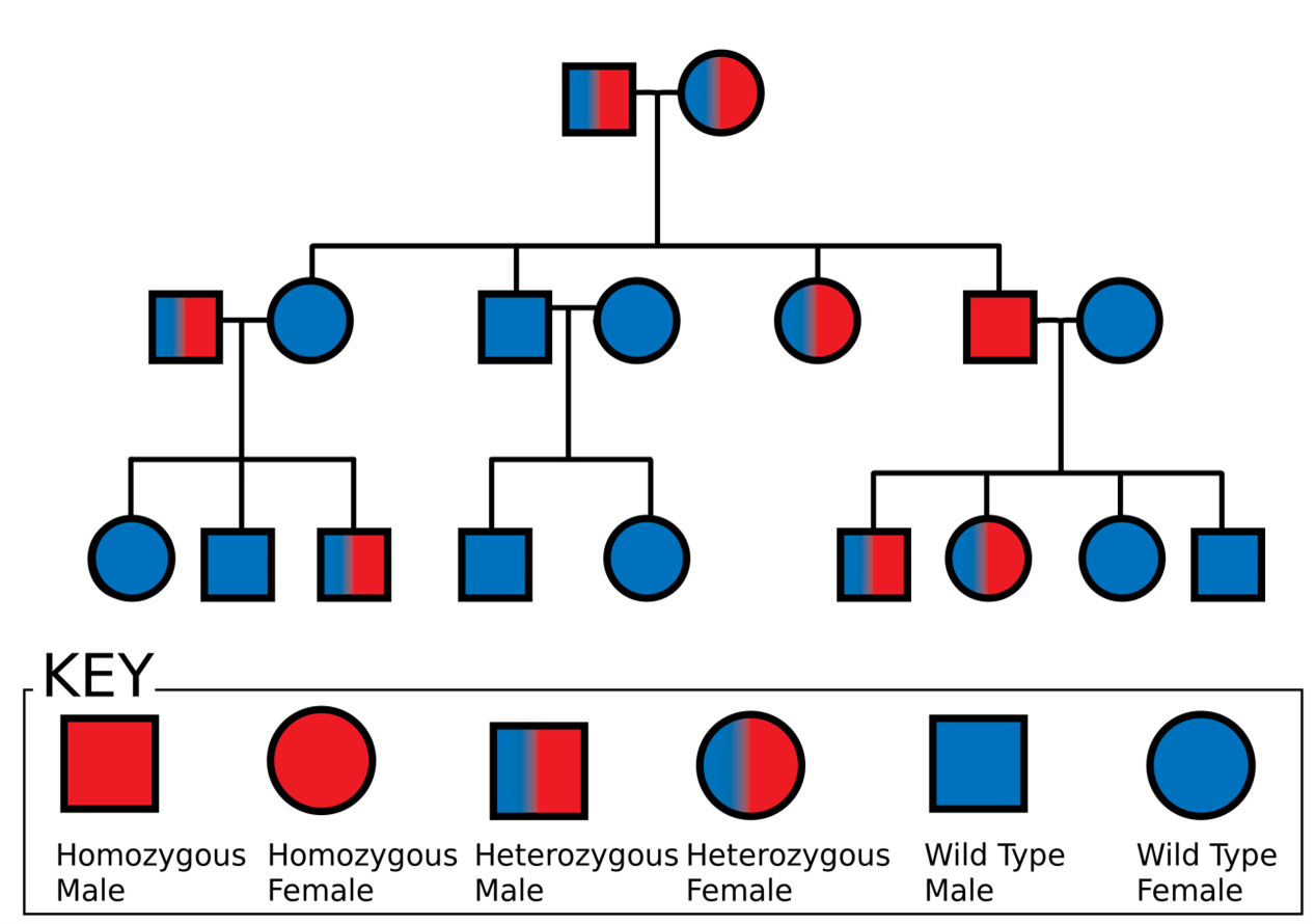 What is a Pedigree Chart in Genealogy? - Root To Branches