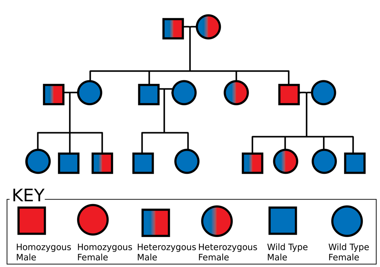 Pedigree Charts: How to Use Them