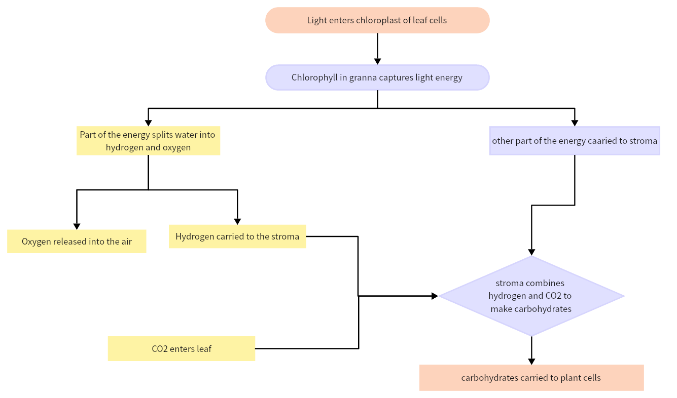 Enhance Your Biology Studies with Effective Photosynthesis Flow Chart
