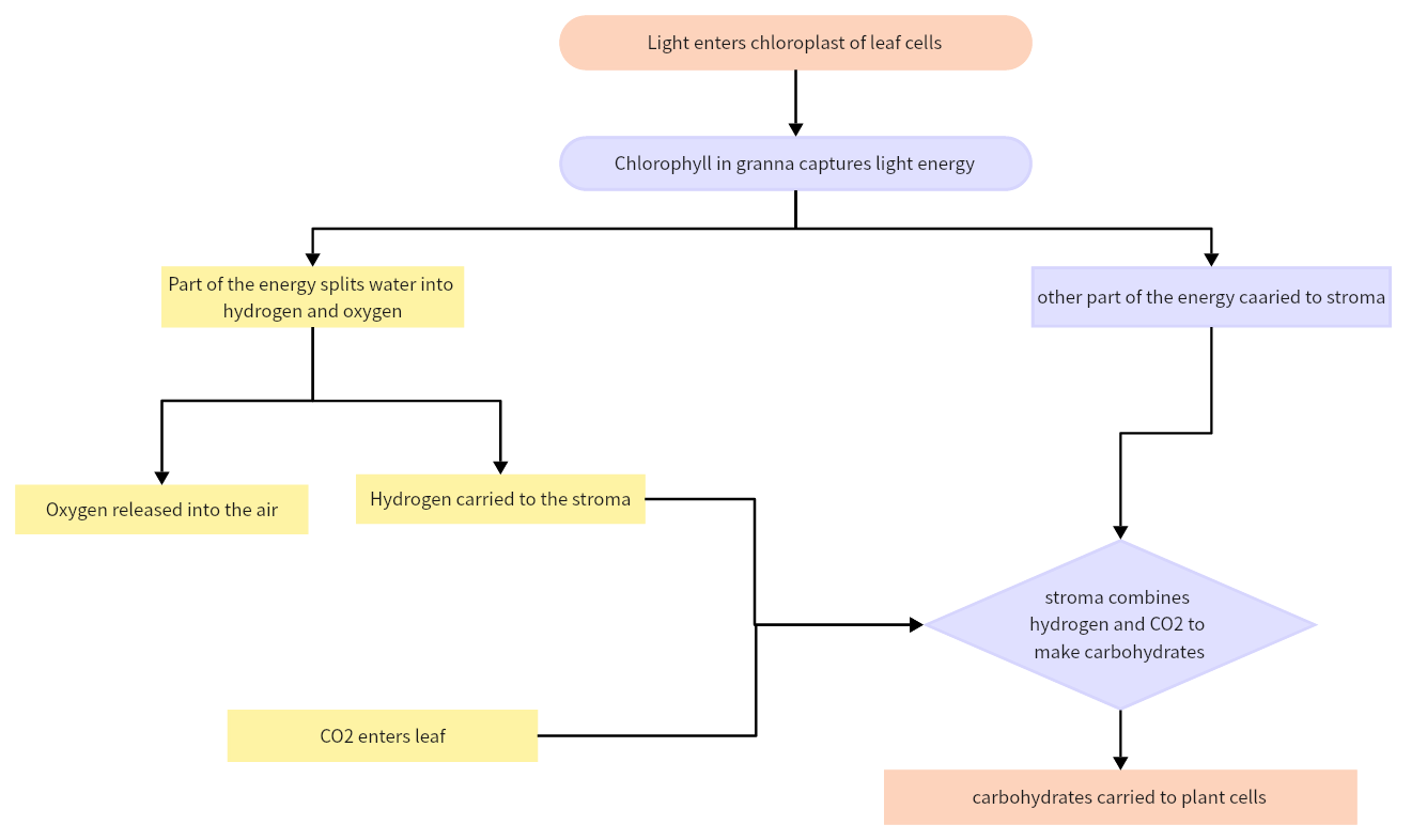 what-is-a-photosynthesis-process